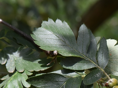 Jarząb turynski liść