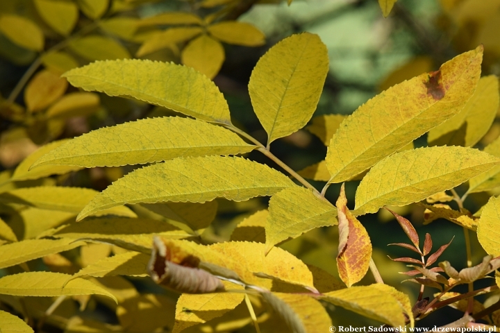 Jesion jirisański (Fraxinus chiisanensis)