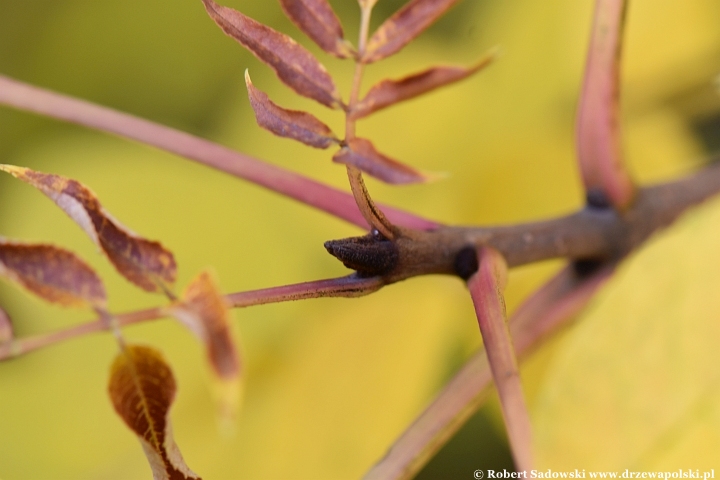 Jesion jirisański (Fraxinus chiisanensis)