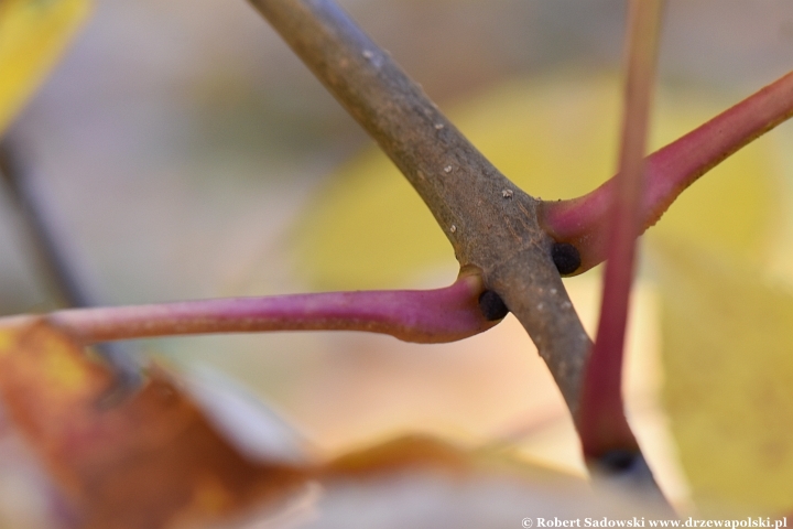 Jesion jirisański (Fraxinus chiisanensis)