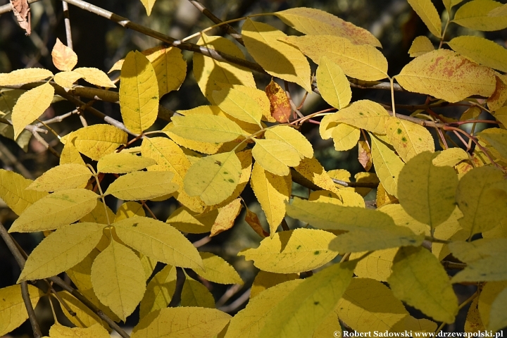 Jesion jirisański (Fraxinus chiisanensis)