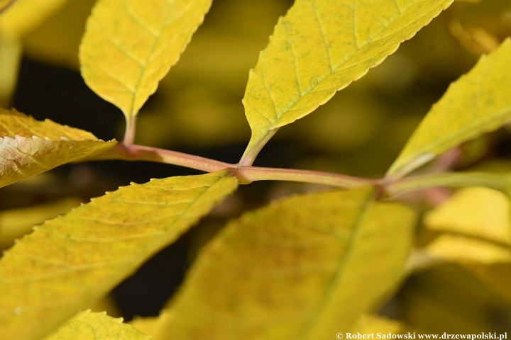 Jesion jirisański (Fraxinus chiisanensis)