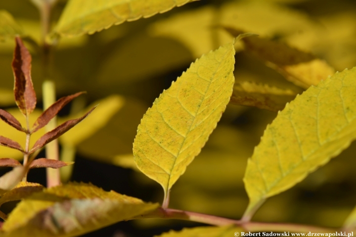 Jesion jirisański (Fraxinus chiisanensis)