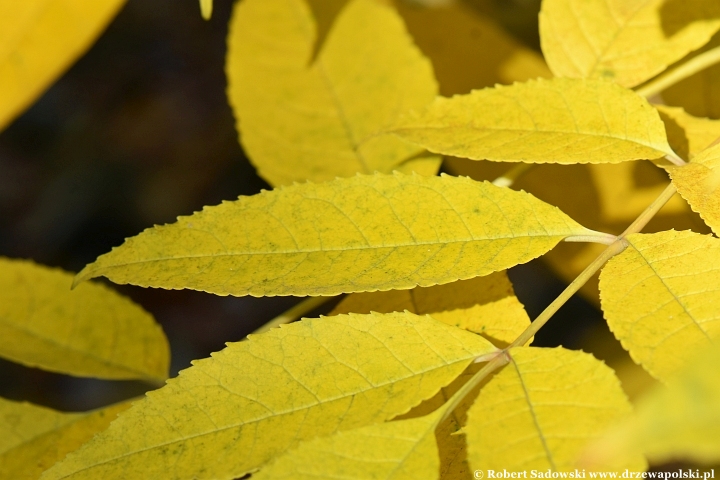 Jesion jirisański (Fraxinus chiisanensis)