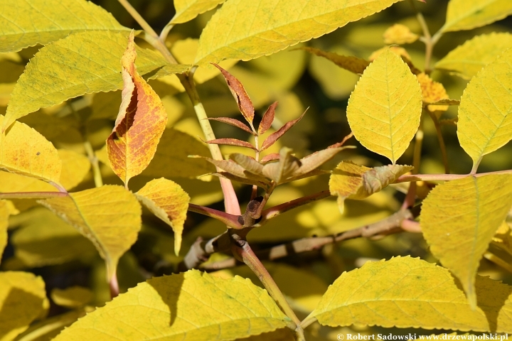 Jesion jirisański (Fraxinus chiisanensis)