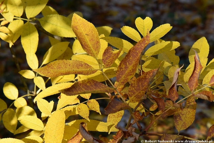 Jesion jirisański (Fraxinus chiisanensis)