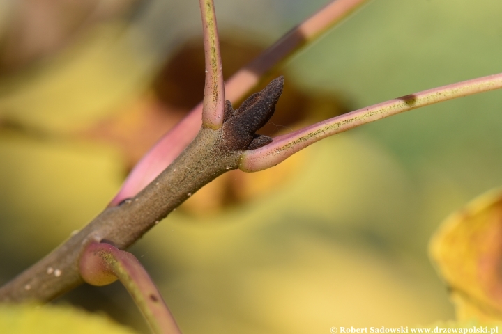 Jesion jirisański (Fraxinus chiisanensis)