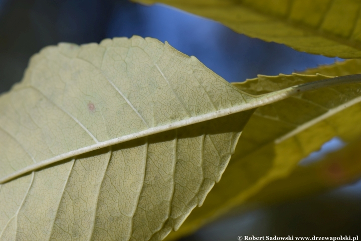 Jesion jirisański (Fraxinus chiisanensis)