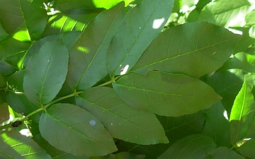 Jesion mannowy liść