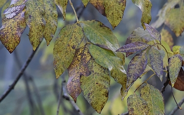 Jesion mannowy liść jesienią