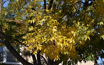 Jesion pensylwański gałązka jesienią