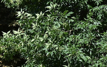 Jesion pensylwański gałązka latem