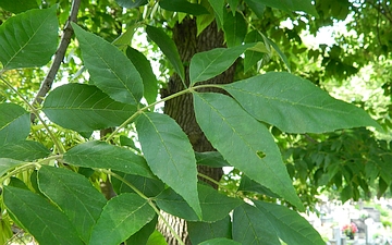 Jesion pensylwański liść