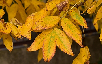 Jesion pensylwański liść jesienią