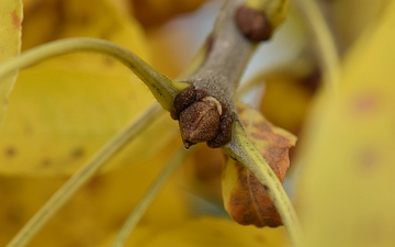 Jesion pensylwański pąk jesienią