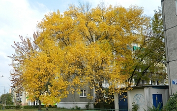 Jesion pensylwański pokrój jesienią
