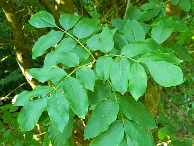 Jesion mannowy liście