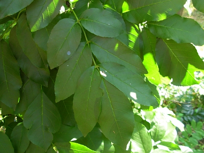 Jesion mannowy liść