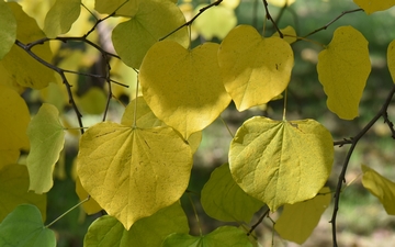 Judaszowiec kanadyjski liście jesienią