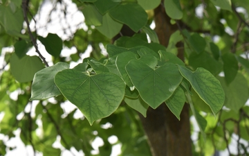 Judaszowiec kanadyjski liście latem