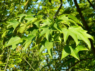 Kolcosił drzewiasty - liście