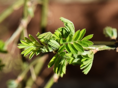 Karagana syberyjska - wiosenny liść