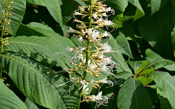 Kasztanowiec drobnokwiatowy kwiat