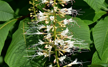 Kasztanowiec drobnokwiatowy kwiat