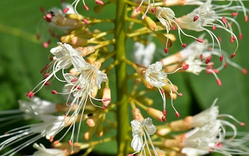 Kasztanowiec drobnokwiatowy kwiat w zbliżeniu