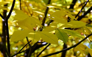 Kasztanowiec drobnokwiatowy liście jesienią