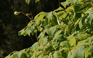 Kasztanowiec drobnokwiatowy owoce