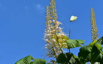Kasztanowiec drobnokwiatowy pąk kwiatowy