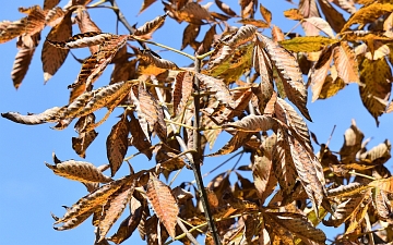 Kasztanowiec gładki gałązka jesienią