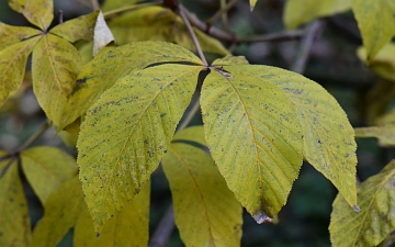 Kasztanowiec gładki liść jesienią