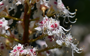 Kasztanowiec japoński kwiaty w zbliżeniu