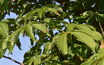 Kasztanowiec japoński liście