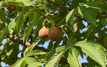 Kasztanowiec japoński owoc