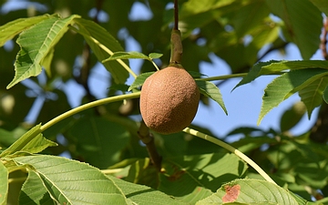 Kasztanowiec japoński owoc