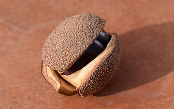 Kasztanowiec japoński owoc w zbliżeniu
