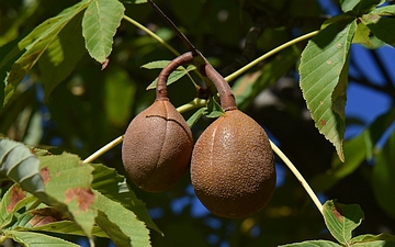 Kasztanowiec japoński owoce