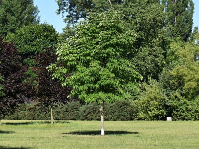 Kasztanowiec japoński pokrój drzewa