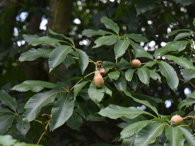 Kasztanowiec mieszańcowy liście