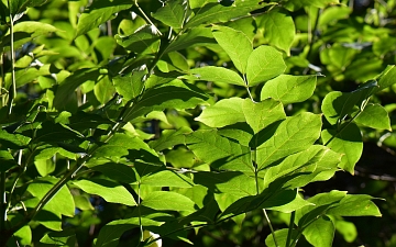 Kłokoczka południowa liście