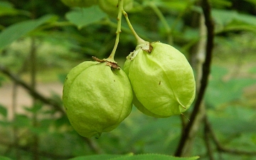 Kłokoczka południowa owoce