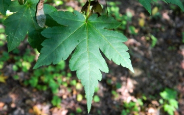 Klon Czonoskiego liść