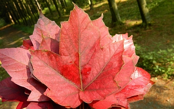 Klon diabelski liść jesienią