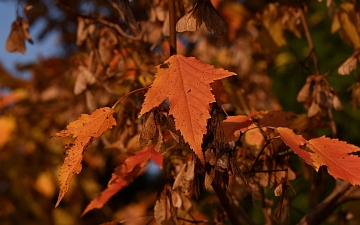 Klon ginnala liść jesienią