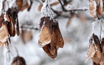 Klon ginnala owoce zimą