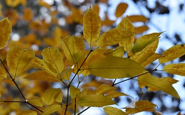 Klon grabolistny gałązka jesienią