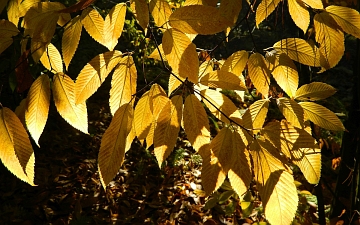 Klon grabolistny gałązka jesienią